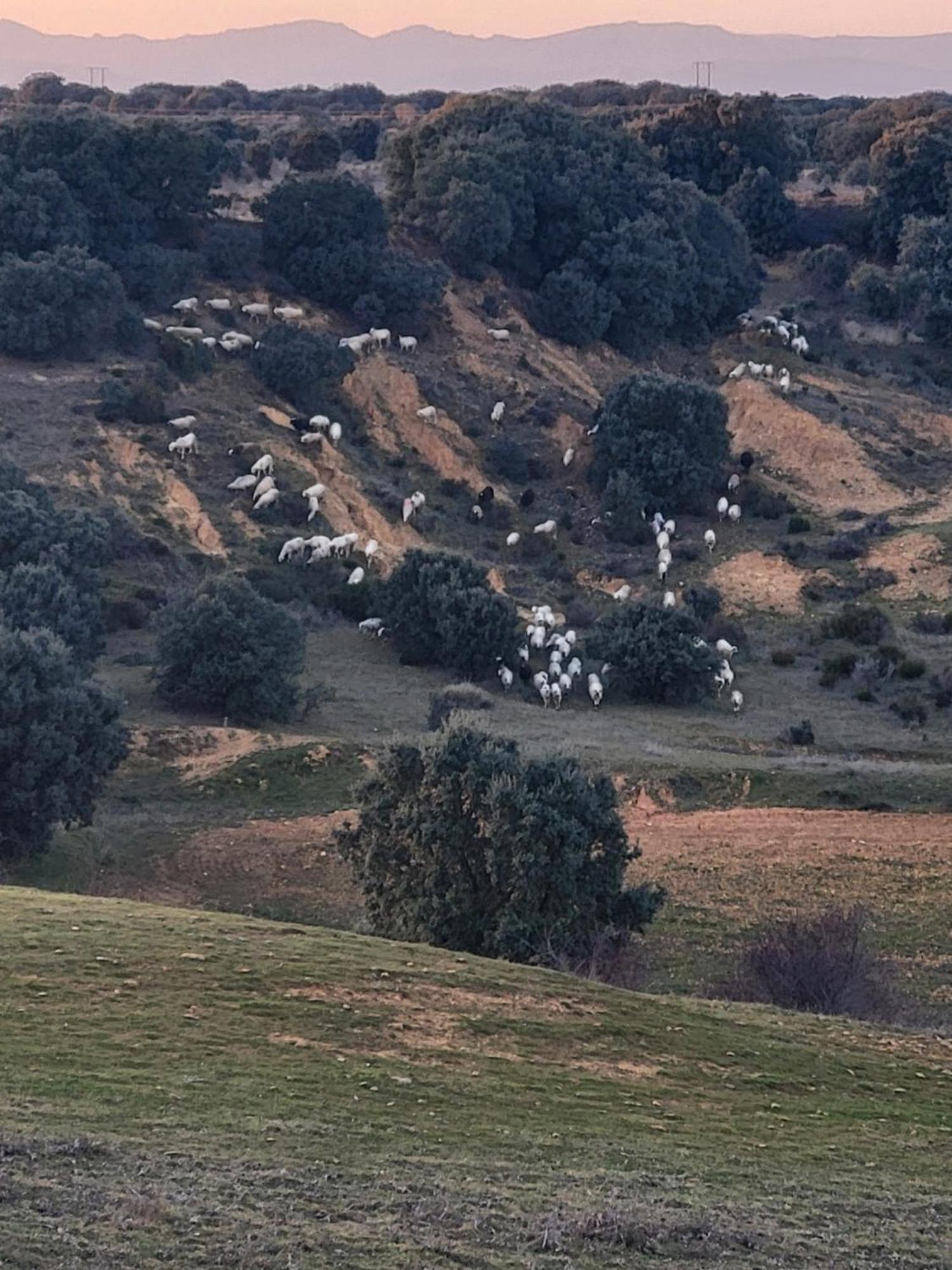 La Pedrosa Casa Rural Camarzana de Tera エクステリア 写真